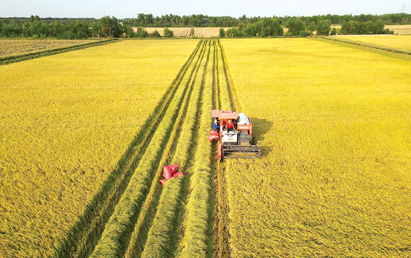 Rice exports exceed US$3.26 billion in Jan-Aug