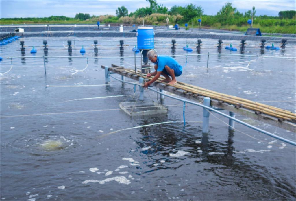 Ca Mau eyes US$2.5 billion shrimp export