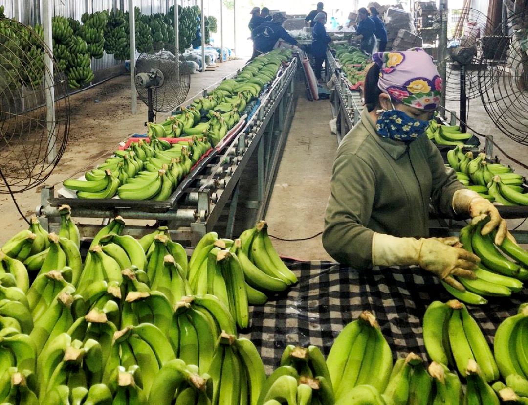 Vietnam makes up nearly half of China’s banana imports