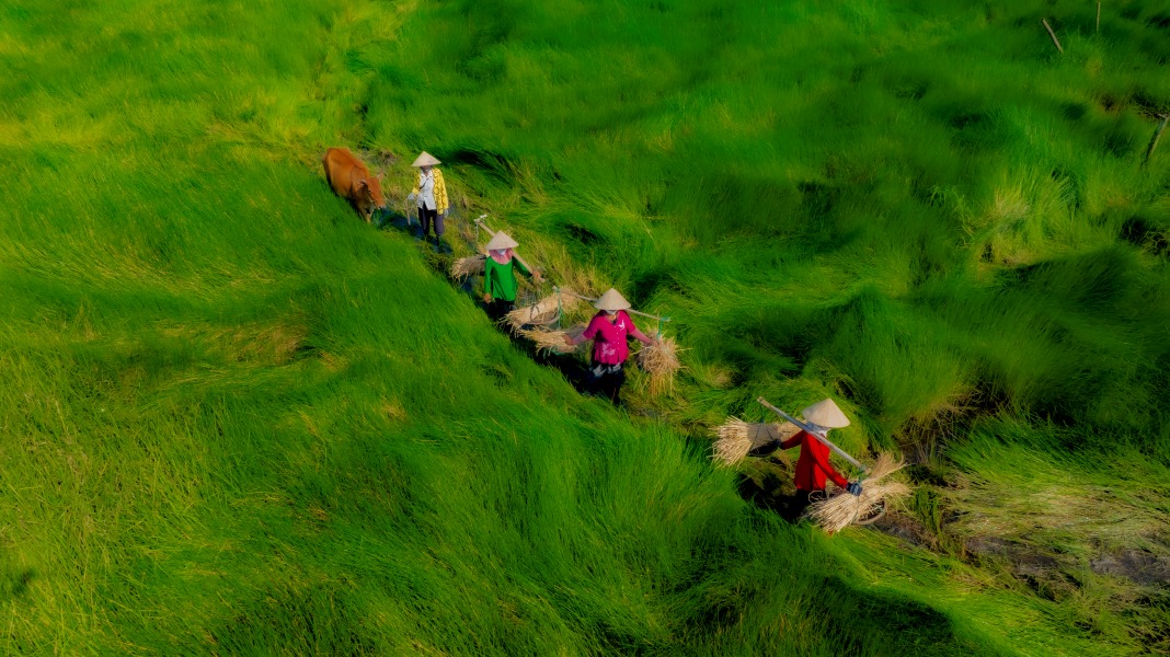 Green grass fields in central region