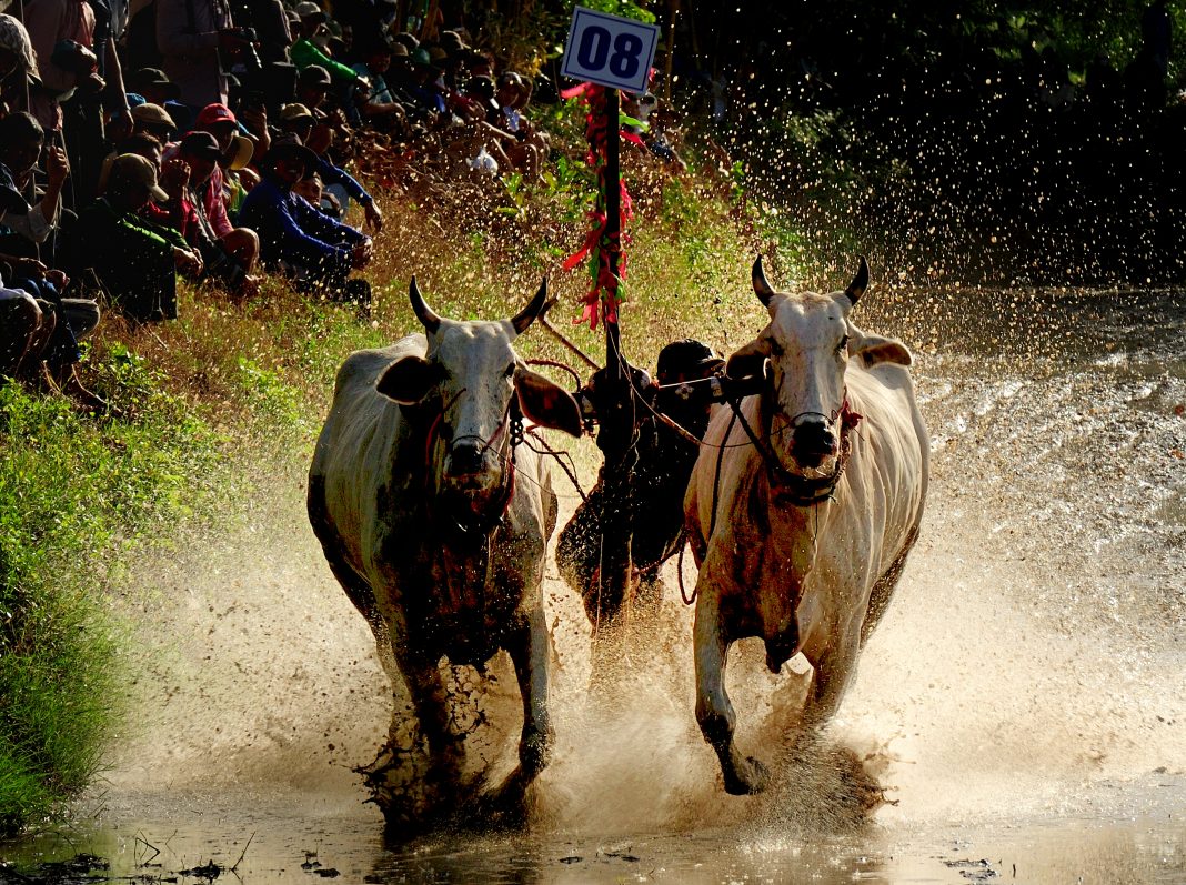 Ox racing in Mekong Delta