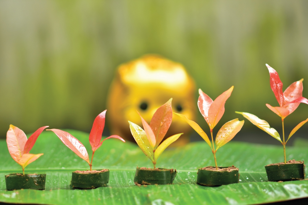 Standardizing green credit