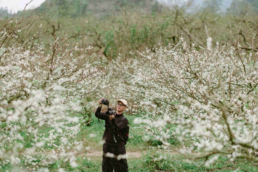 Plum blossoms bloom in Moc Chau