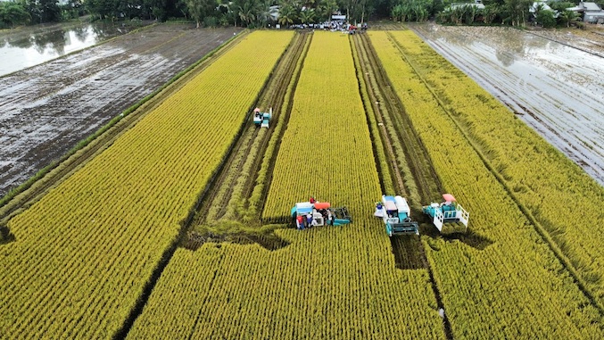 Vietnam ships less rice, imports more corn in Jan–Nov