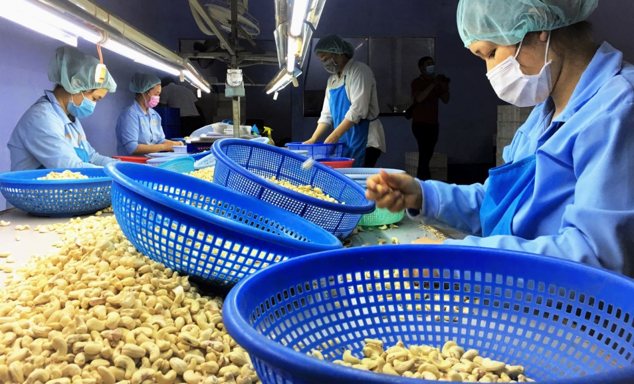 China surpasses U.S. as Vietnam’s largest cashew export market