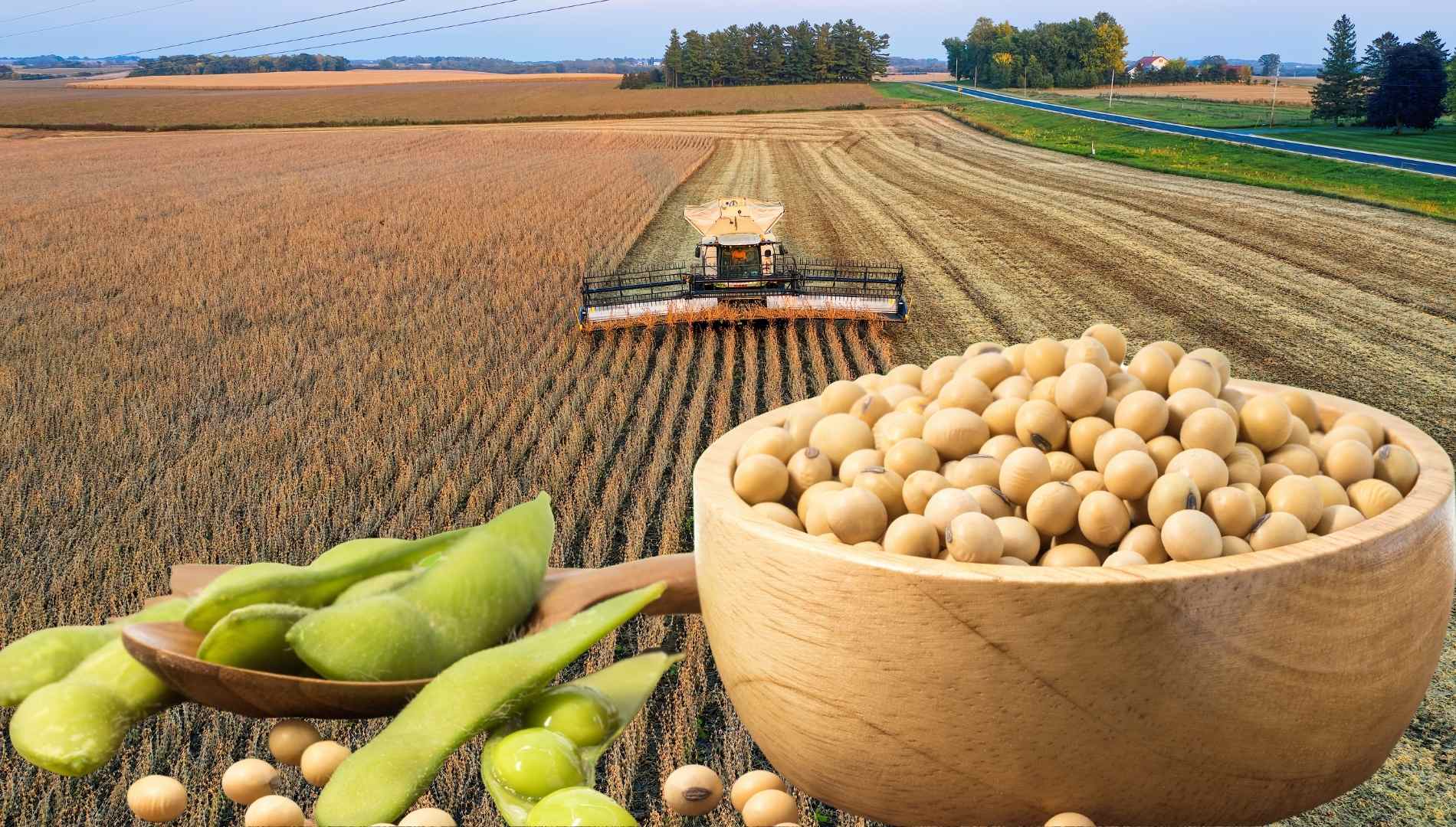 Soybean prices rise to US$401 per ton