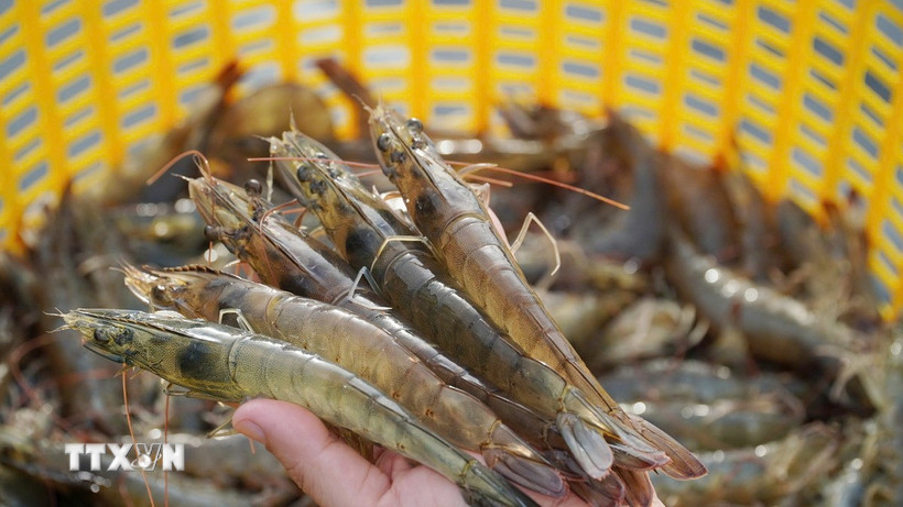 Shrimp exports to China, U.S. grow