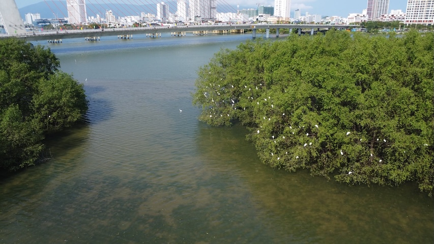 White herons return to Han River