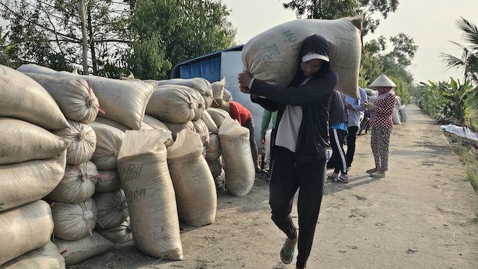 Oversupply pushes rice export prices lower