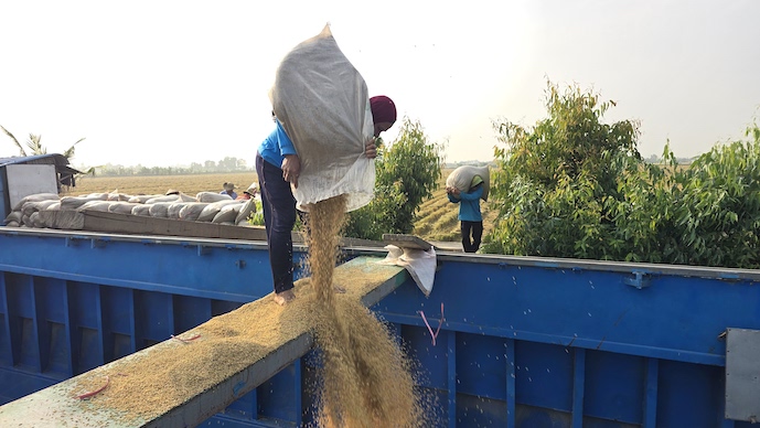 Rice exports slow as prices dip