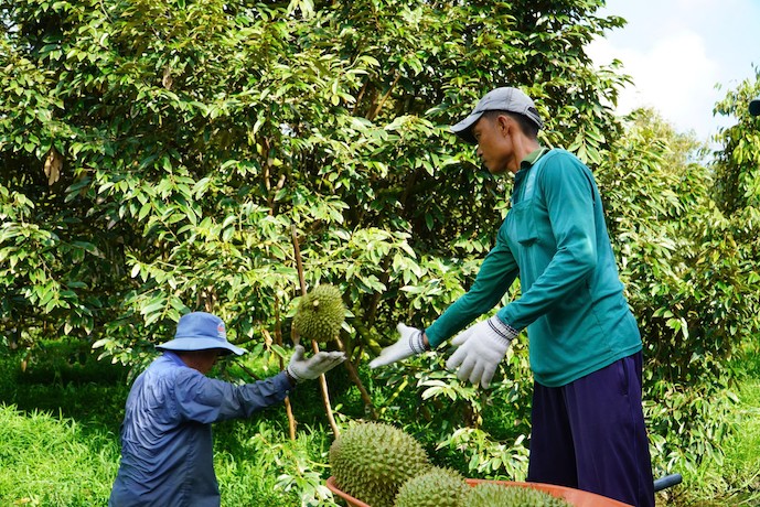 Durian exports projected to hit US$1 billion in Q1