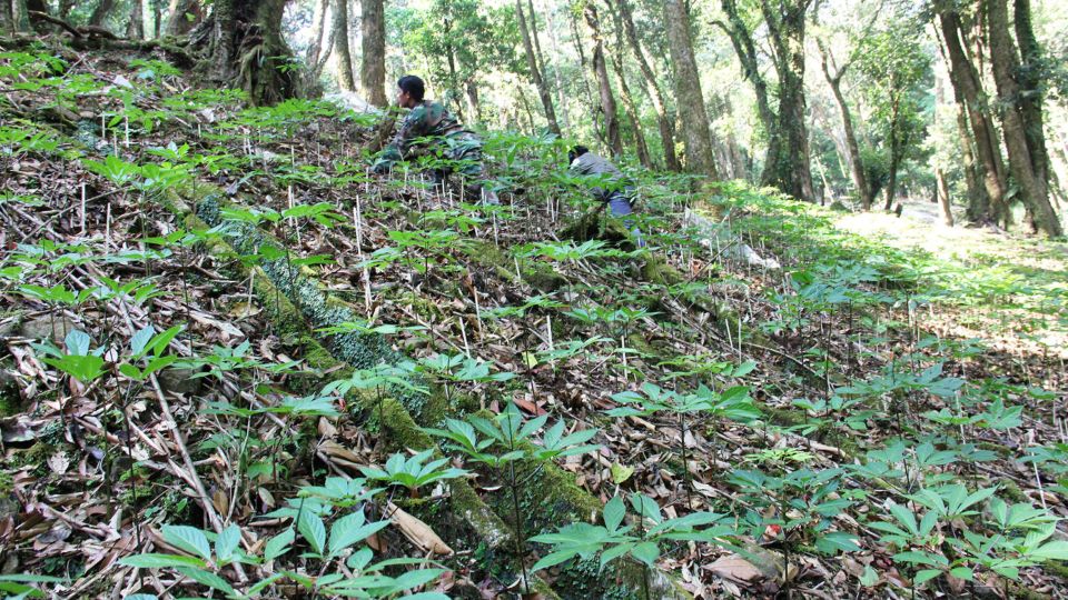 Danang to host first int’l ginseng festival in August