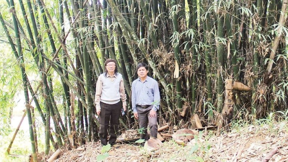 More than 30 bamboo species identified in Central Highlands