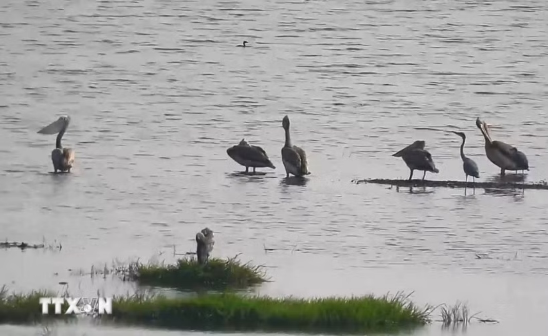 Rare birds return to Tram Chim national park