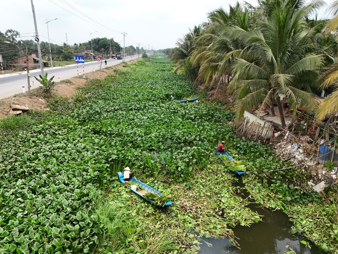 From river weed to livelihood
