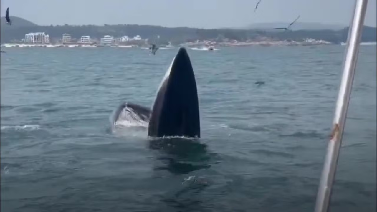 Two whales spotted hunting off central Vietnam coast