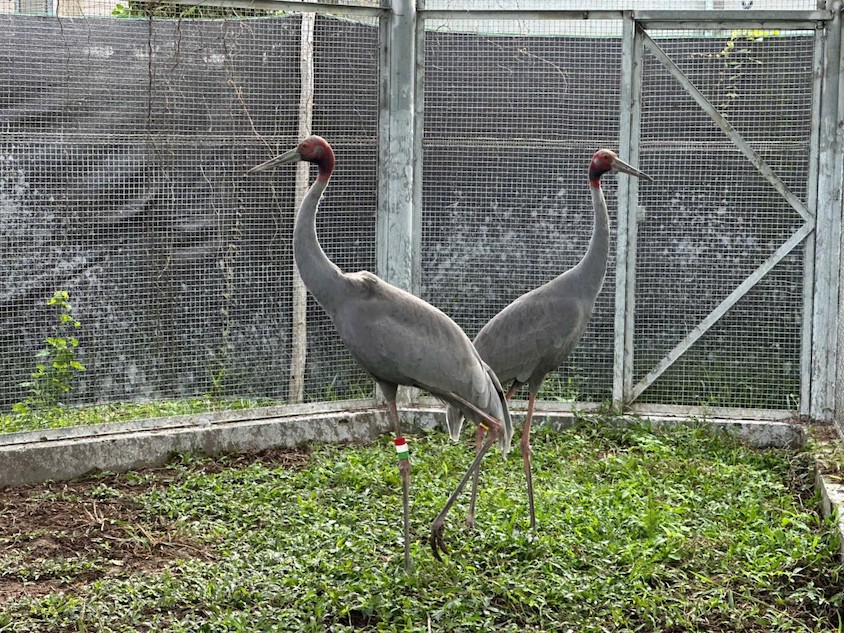 Tram Chim to receive six more red-crowned cranes from Thailand