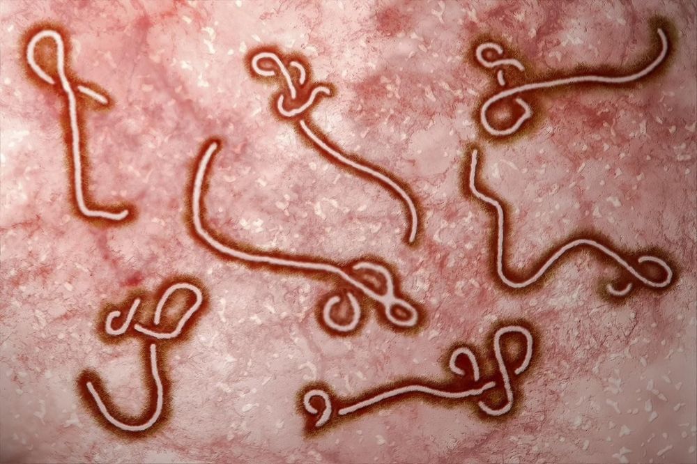 Vietnam tightens Ebola checks at borders