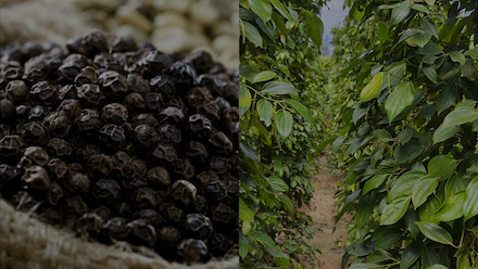 Phu Quoc Pepper: The fragrant black pearl of Vietnam