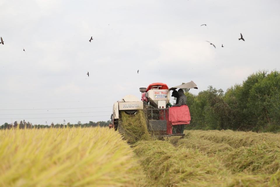 Rice export volume rises, but prices weigh on earnings