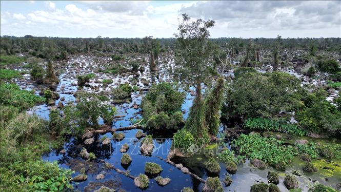 U Minh Ha melaleuca forest faces risk of widespread degradation