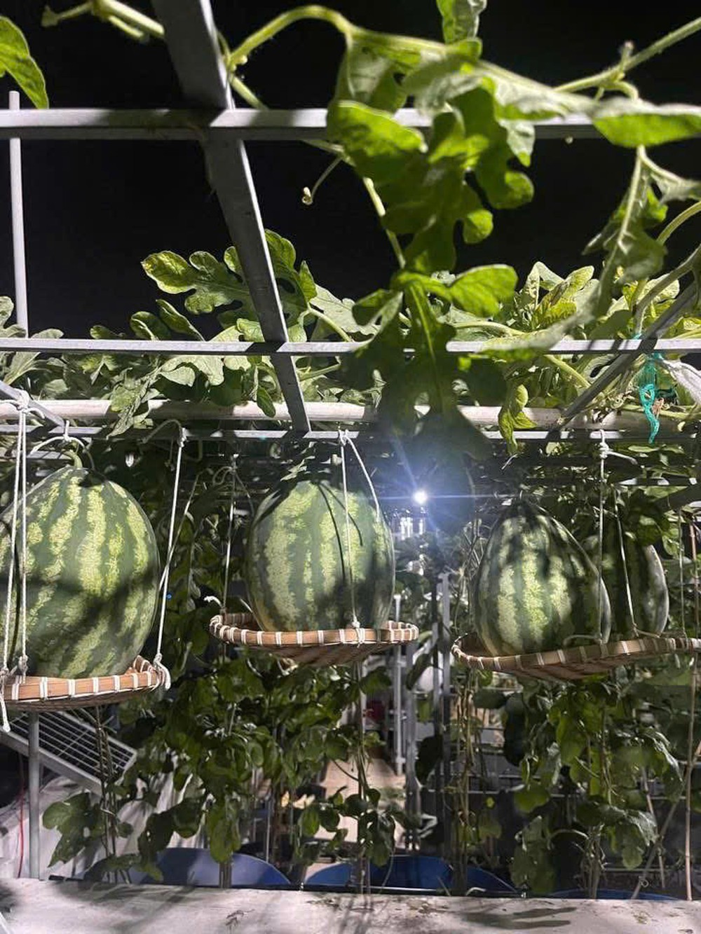 In Ho Chi Minh City, mother grows rooftop pumpkin patch for Mid-Autumn Festival, Halloween- Ảnh 9.