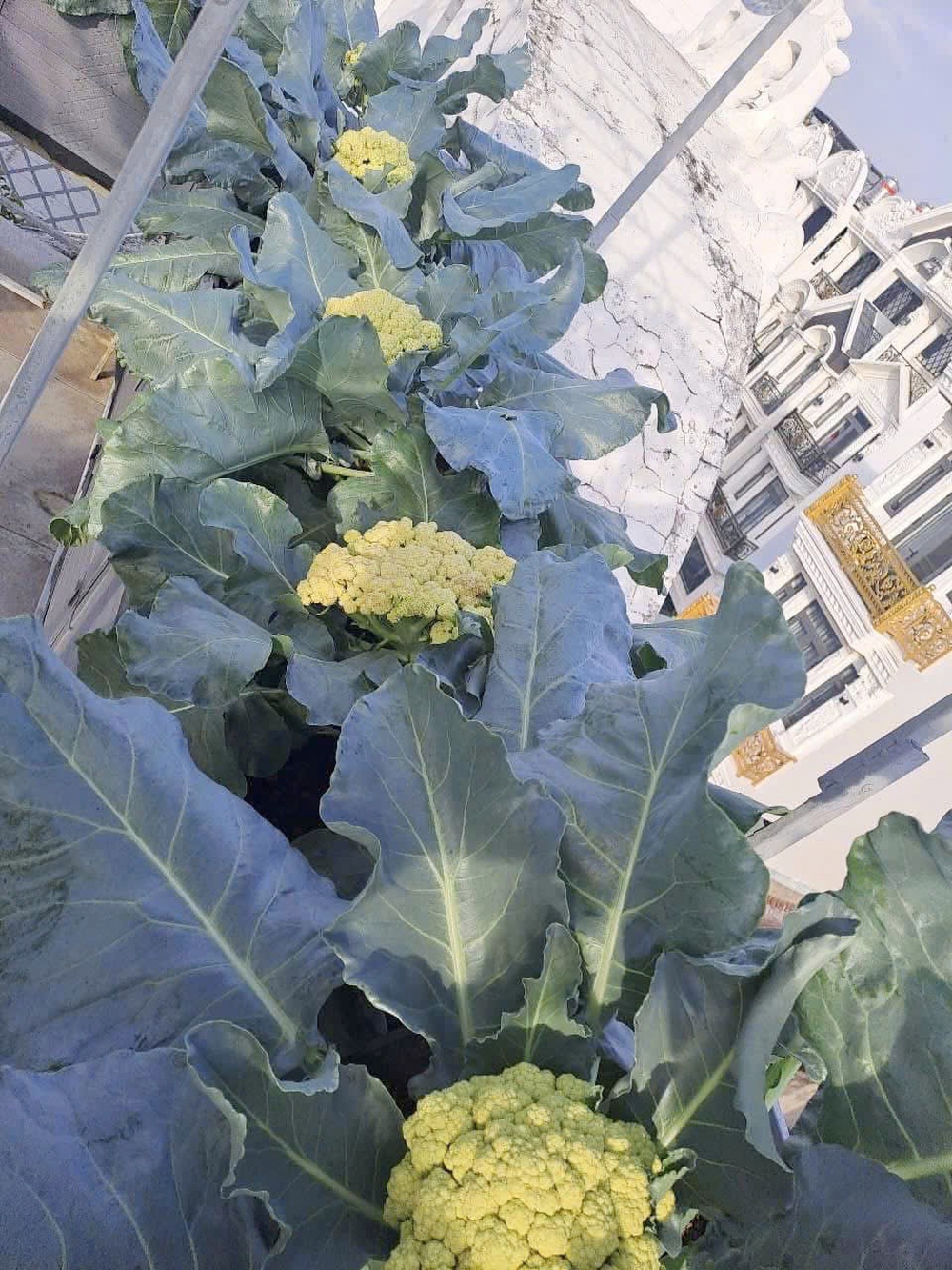 In Ho Chi Minh City, mother grows rooftop pumpkin patch for Mid-Autumn Festival, Halloween- Ảnh 6.