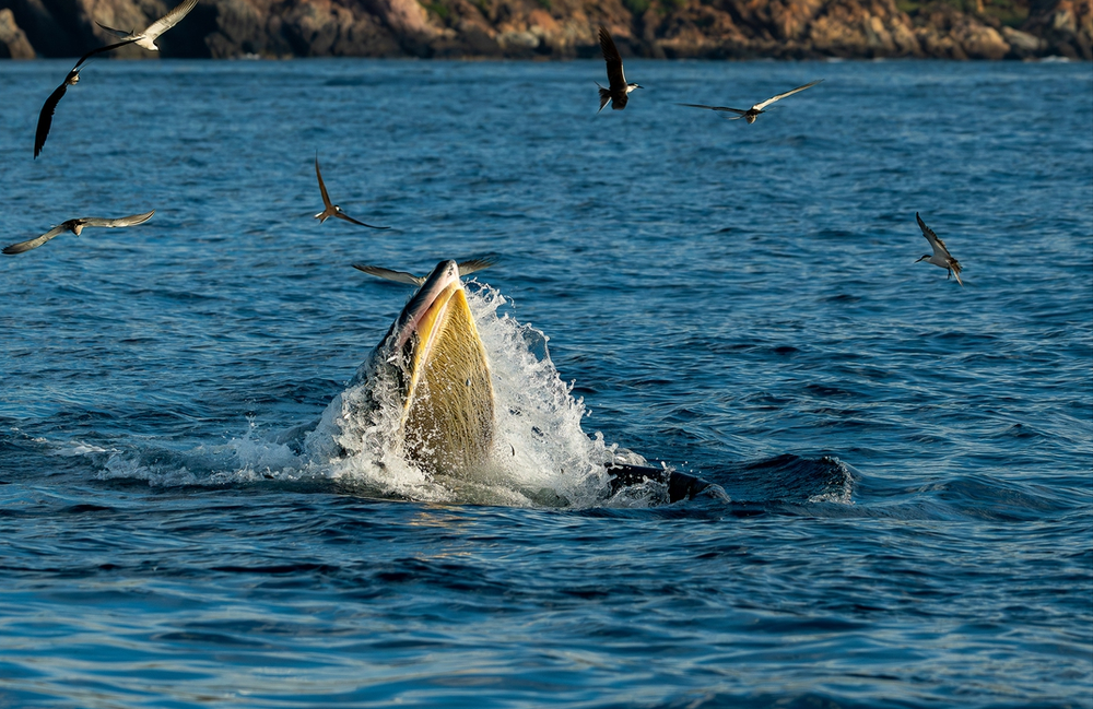 When whales, doves come calling: Vietnam’s missed opportunities in wildlife tourism - Ảnh 4.