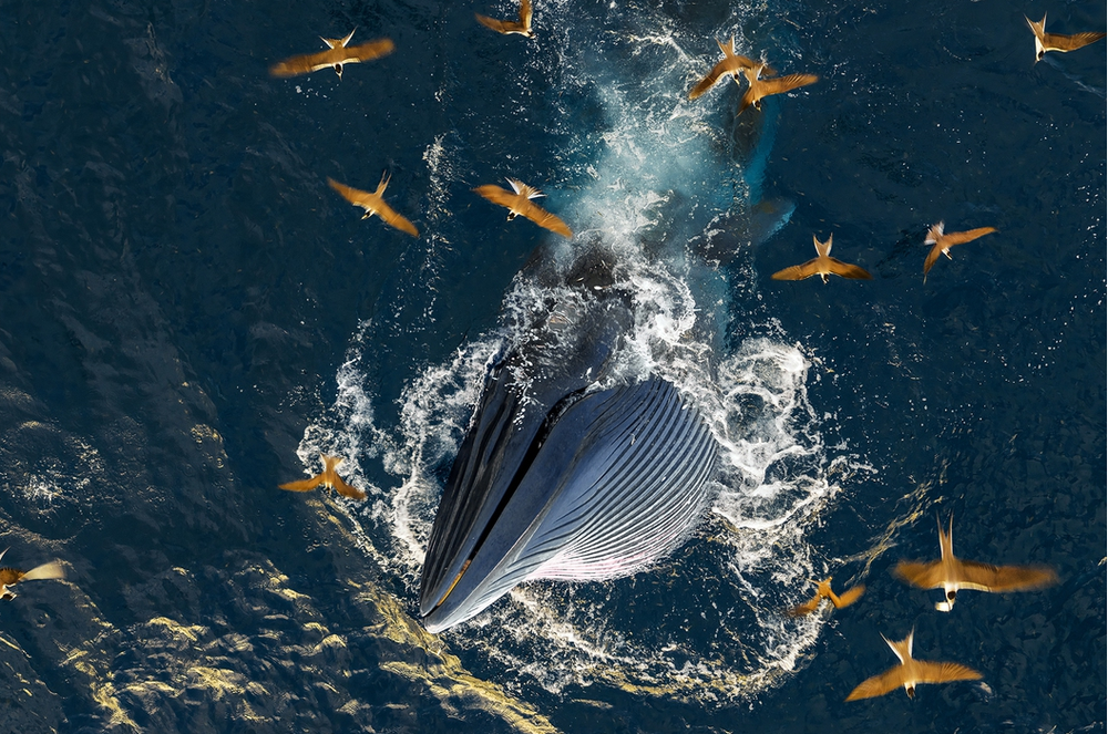 When whales, doves come calling: Vietnam’s missed opportunities in wildlife tourism - Ảnh 5.