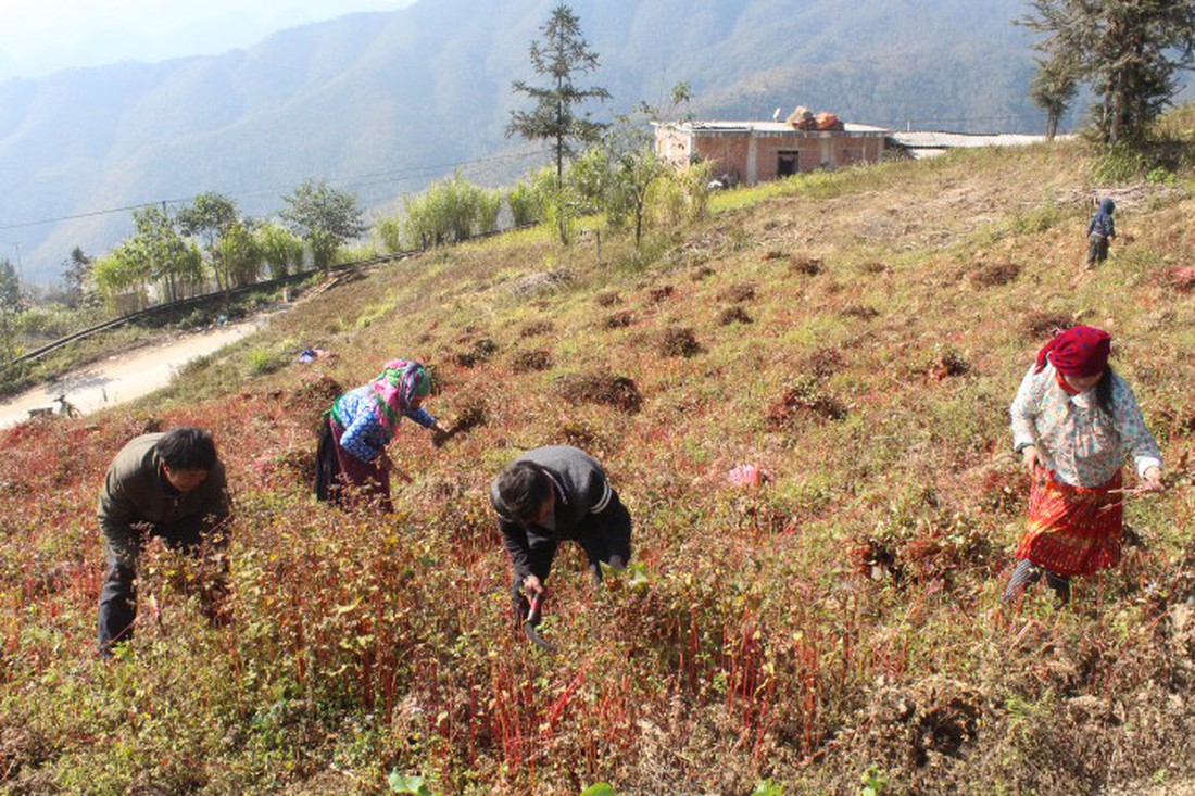 Hà Giang mùa tam giác mạch trên cao nguyên đá - Ảnh 3.