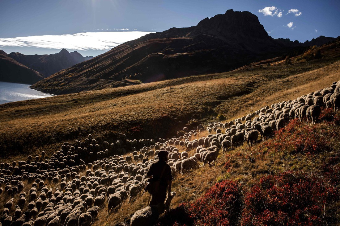 Theo chân người chăn cừu trên vùng đồng cỏ núi Alps - Ảnh 1.