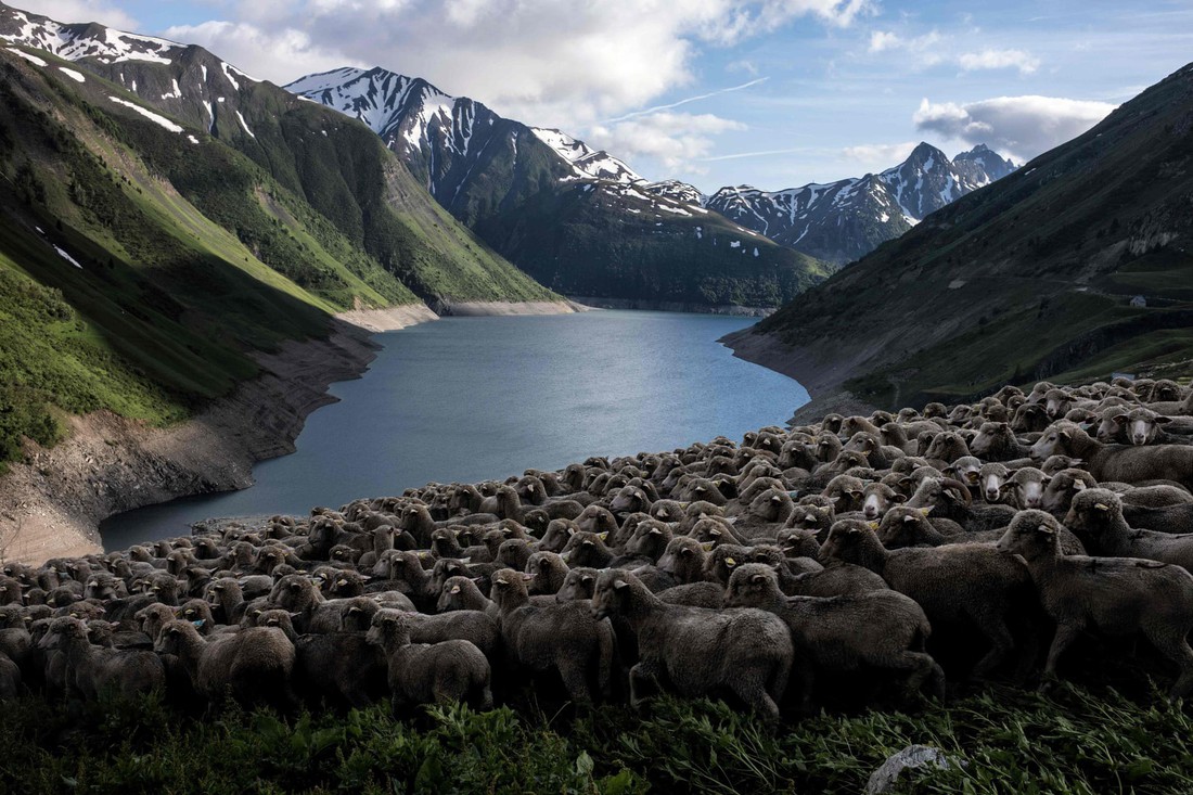 Theo chân người chăn cừu trên vùng đồng cỏ núi Alps - Ảnh 11.