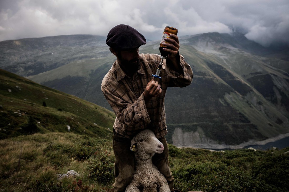 Theo chân người chăn cừu trên vùng đồng cỏ núi Alps - Ảnh 13.