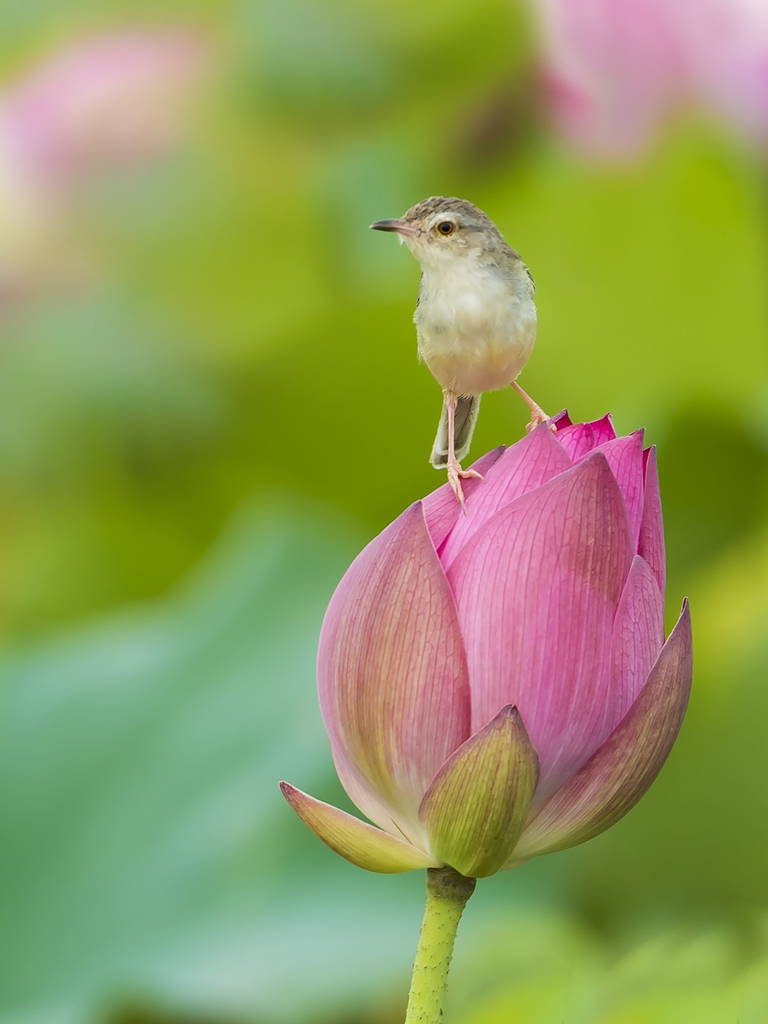 Phút chùng lòng cuối năm, rưng rưng nhớ những mùa hoa Hà Nội - Ảnh 12.