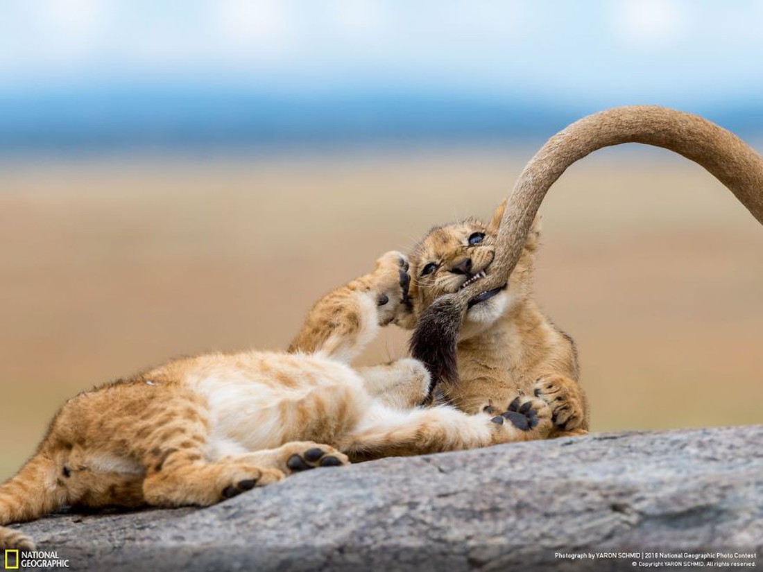 Ngắm ảnh ấn tượng cuộc thi National Geographic Photo Contest 2018 - Ảnh 8. Ngắm ảnh ấn tượng cuộc thi National Geographic Photo Contest 2018 - Ảnh 8.