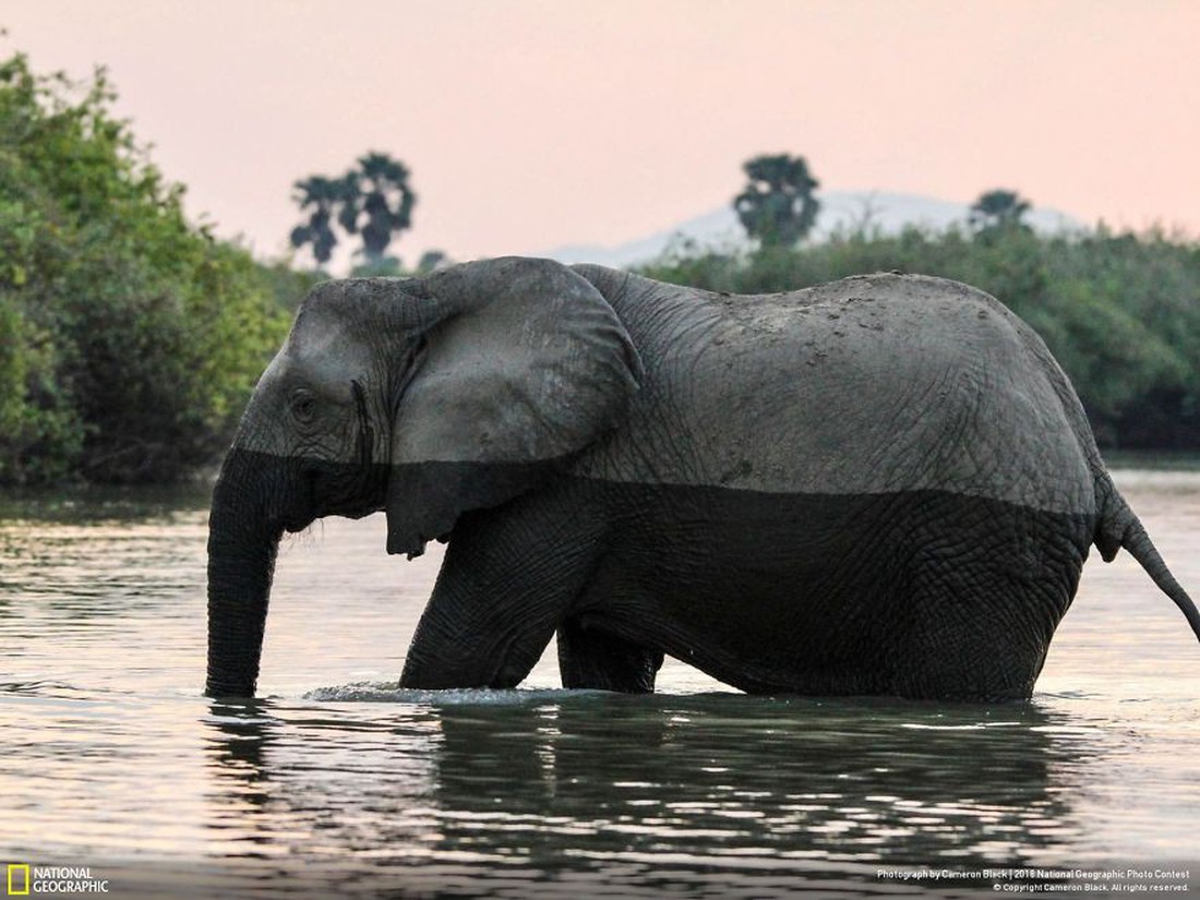 Ngắm ảnh ấn tượng cuộc thi National Geographic Photo Contest 2018 - Ảnh 3. Ngắm ảnh ấn tượng cuộc thi National Geographic Photo Contest 2018 - Ảnh 3.