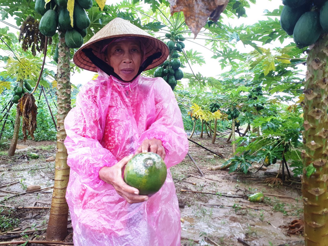 Mưa lớn ngập úng rau vụ tết, nông dân Quảng Nam thấp thỏm - Ảnh 11.