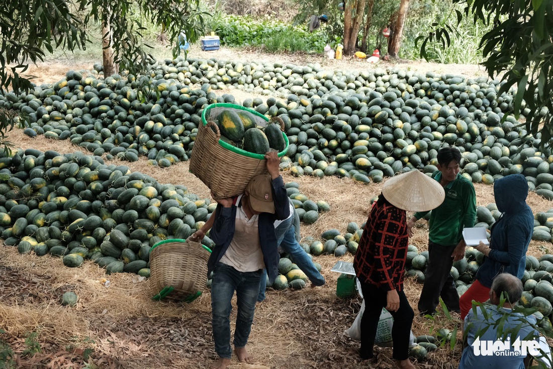 Miền Tây ngày giáp tết: gốc mai, bông thọ và... Đắp mộ cuộc tình - Ảnh 5.