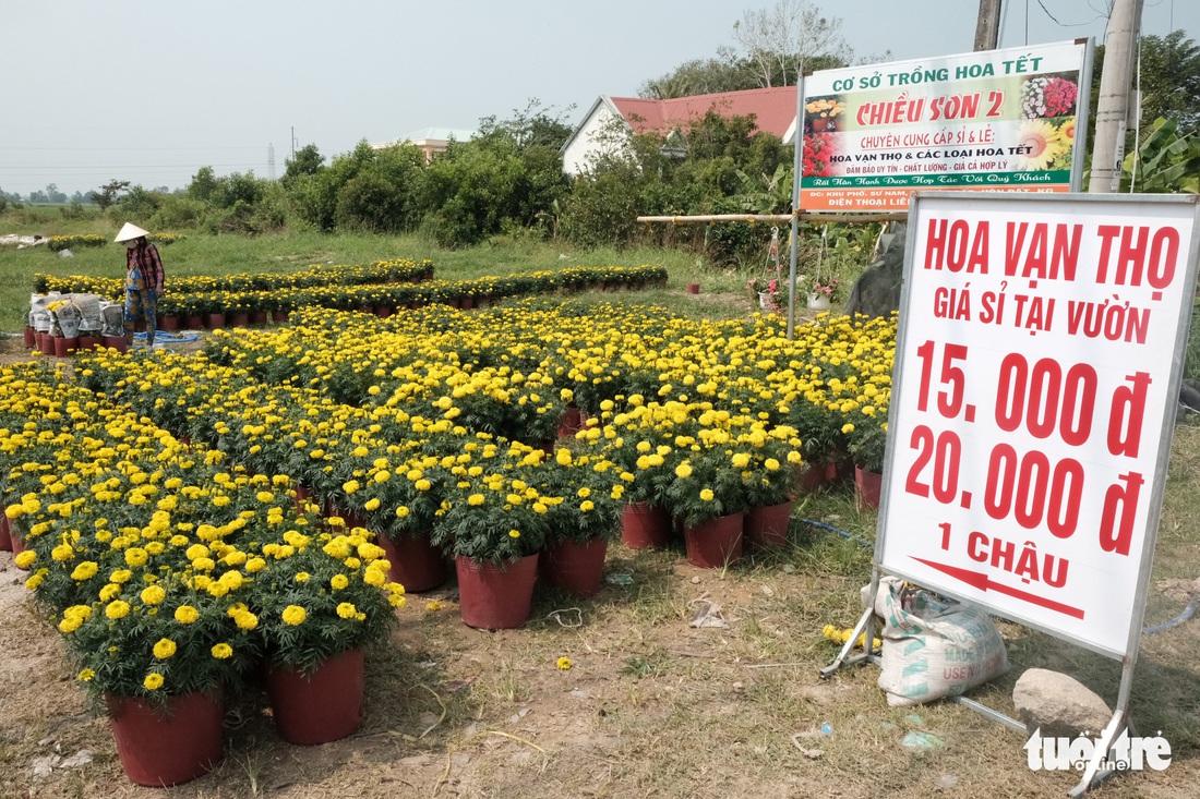 Miền Tây ngày giáp tết: gốc mai, bông thọ và... Đắp mộ cuộc tình - Ảnh 9.