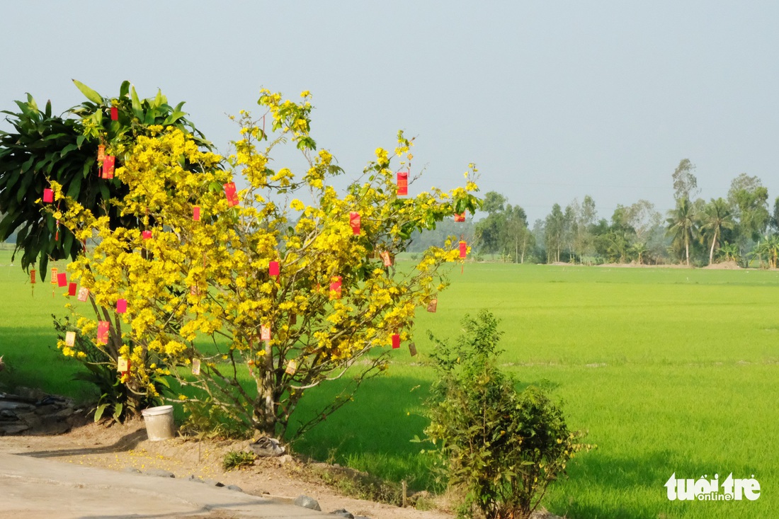 Miền Tây ngày giáp tết: gốc mai, bông thọ và... Đắp mộ cuộc tình - Ảnh 19.