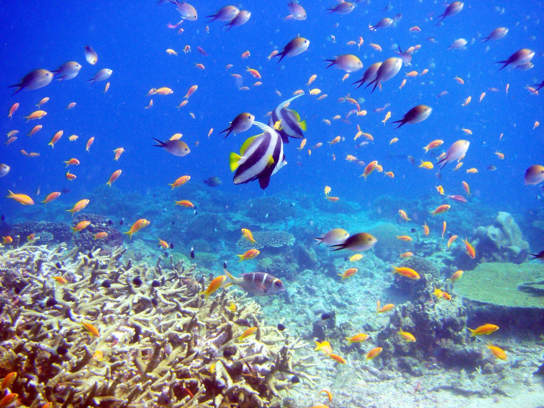 Curaçao: đến nơi nắng ngập tràn ngắm nữ hoàng - Ảnh 5.