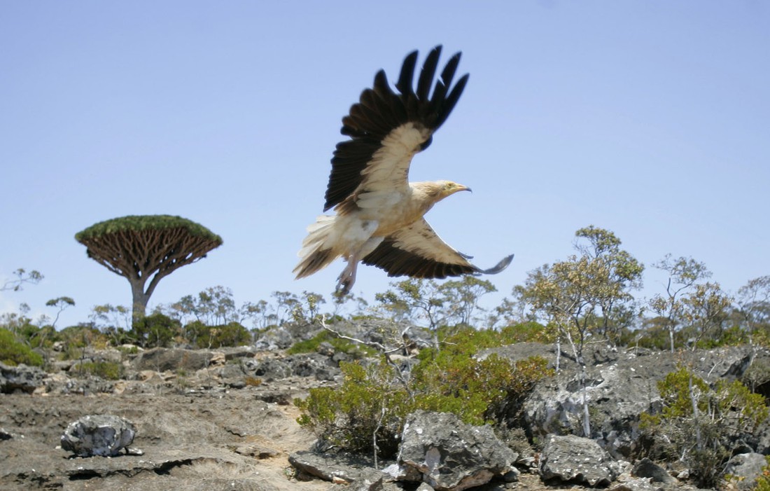 Đến Yemen khám phá vùng đất cây máu rồng Socotra - Ảnh 15.