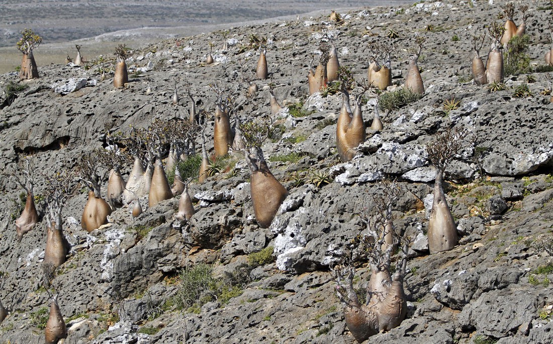 Đến Yemen khám phá vùng đất cây máu rồng Socotra - Ảnh 2.