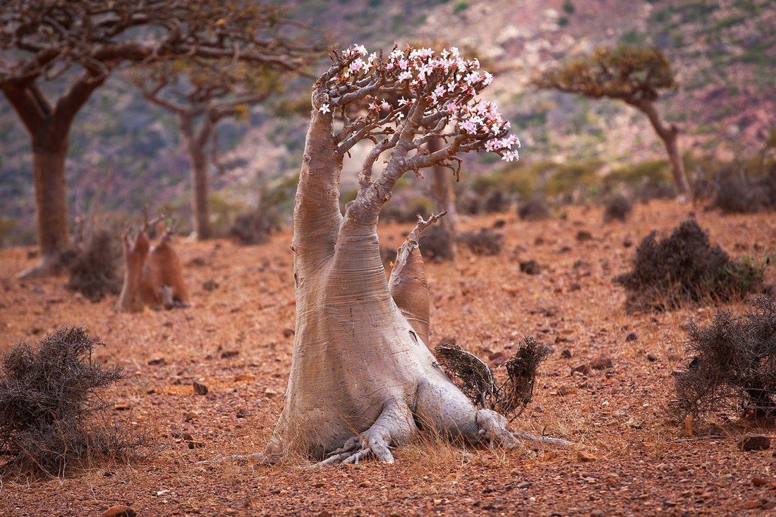 Đến Yemen khám phá vùng đất cây máu rồng Socotra - Ảnh 22.