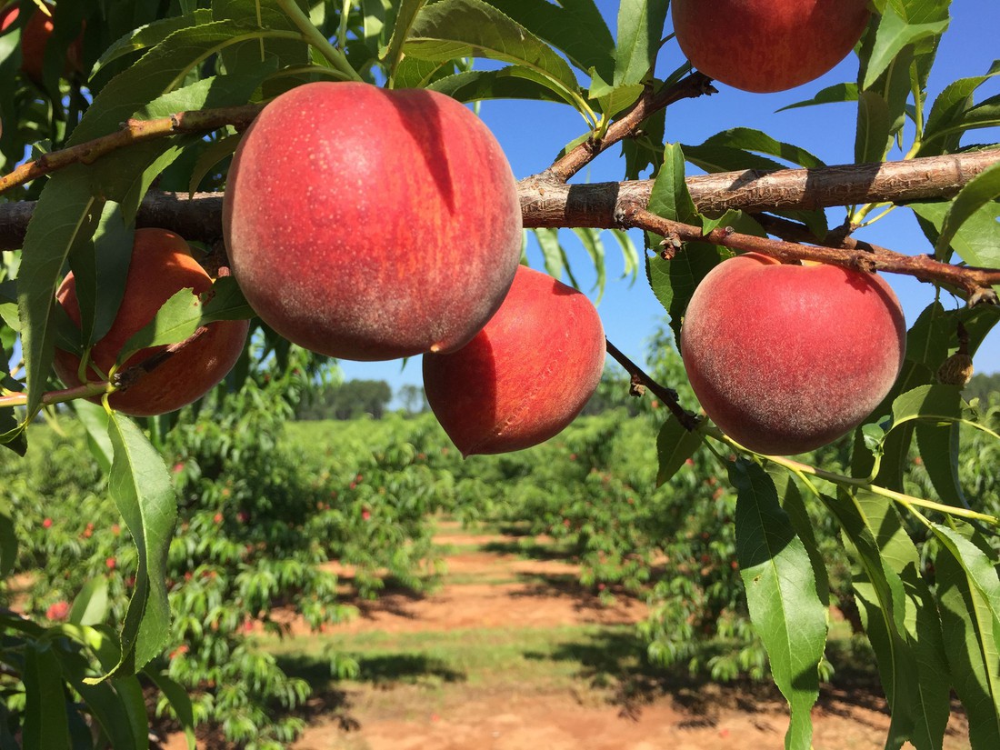 Lạc vào vương quốc đào Fort Valley - Ảnh 2.