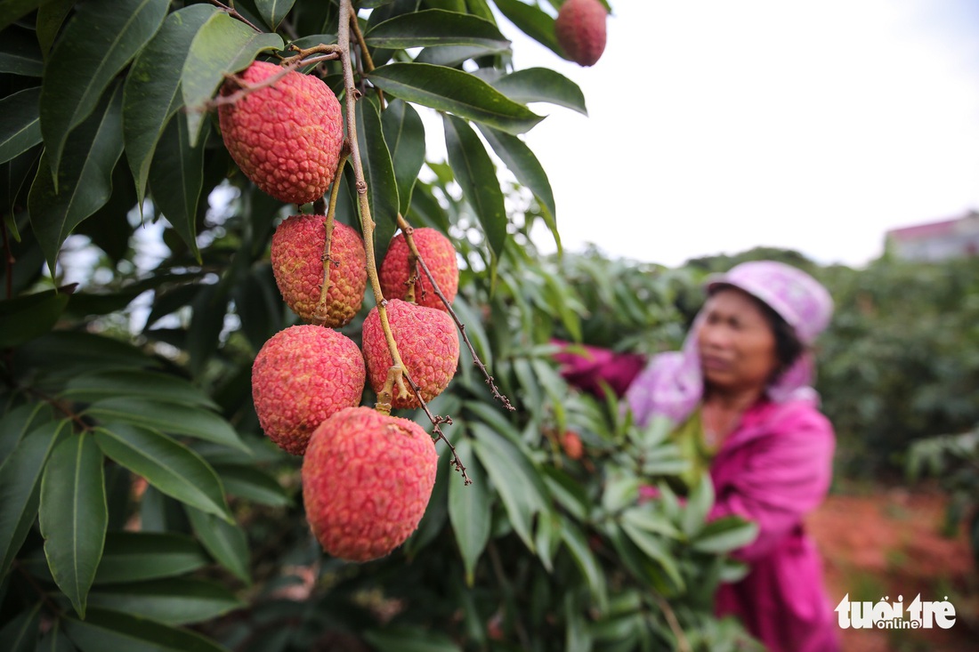 Vải Lục Ngạn đầu mùa đã rớt giá, chỉ còn 6.000-8.000đ/kg - Ảnh 8.