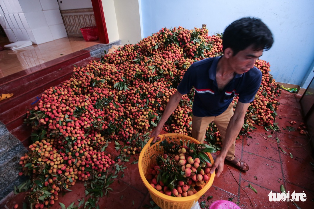 Vải Lục Ngạn đầu mùa đã rớt giá, chỉ còn 6.000-8.000đ/kg - Ảnh 6.