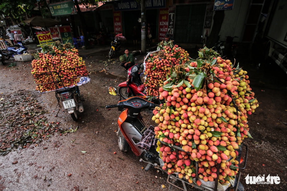 Vải Lục Ngạn đầu mùa đã rớt giá, chỉ còn 6.000-8.000đ/kg - Ảnh 4.