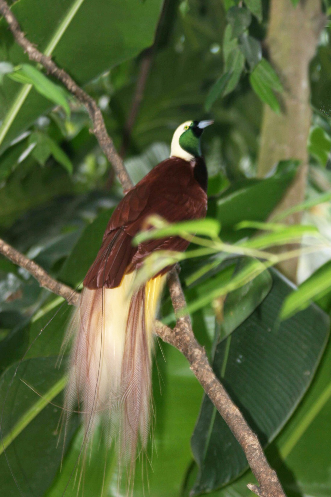 Papua New Guinea huyền ảo với Lễ hội mừng độc lập - Ảnh 11.