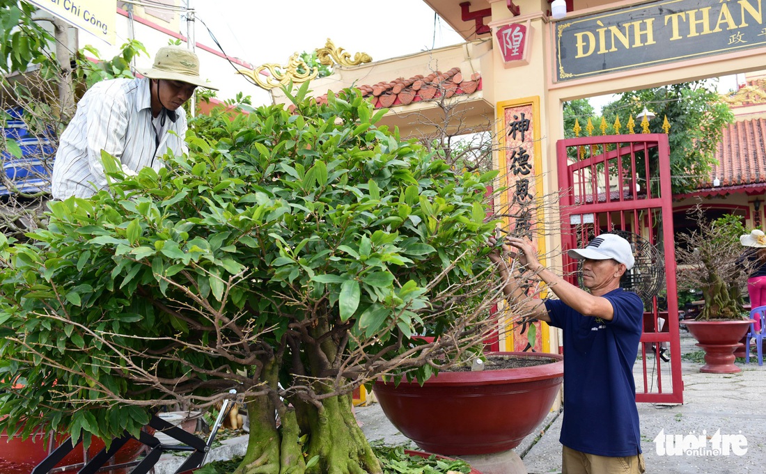 Muôn hoa khoe sắc đón xuân Kỷ Hợi - Ảnh 5.